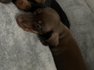 Dachshund – Jimboomba