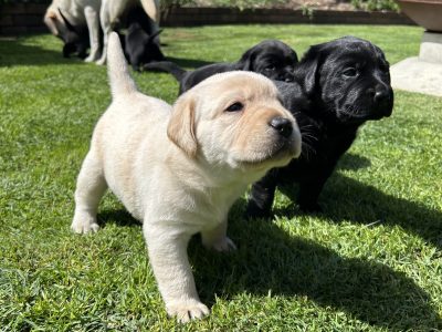 Labrador Retriever – Yamanto