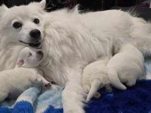 Japanese Spitz – Baldivis