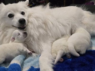 Japanese Spitz – Baldivis