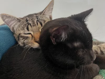 Domestic Short Hair (DSH) – Southport