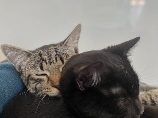 Domestic Short Hair (DSH) – Southport