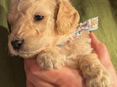 Groodle – South Geelong