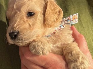 Groodle – South Geelong