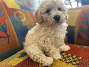 Bichoodle – Keilor