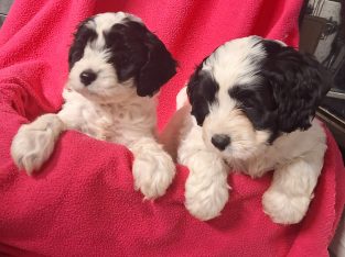 Cavoodle – Tottenham