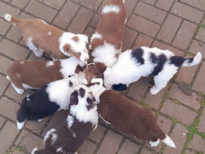 Border Collie – Hampton Park