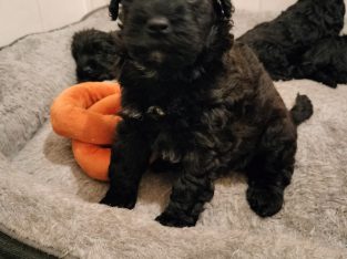 Schnoodle – Caboolture
