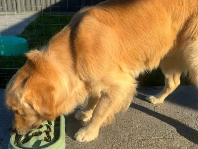 Golden Retriever – Lalor