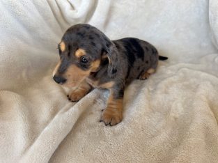 Dachshund – Forbes