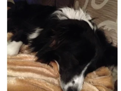 Lost Dog – Acacia Ridge