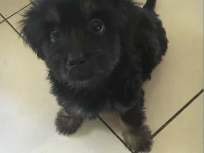 Lost Dog – Adelaide