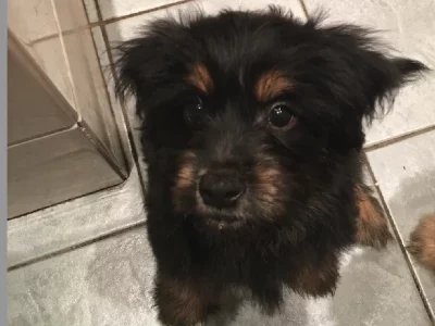 Lost Dog – Launceston