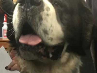 Lost Dog – Busselton