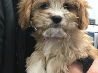 Lost Dog – Villawood