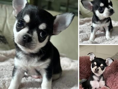 Chihuahua – Traralgon