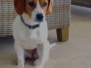 Jack Russell – Benalla