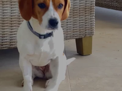 Jack Russell – Benalla