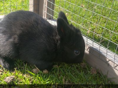 Rabbit – Paynesville