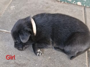 Labrador Retriever – Roma