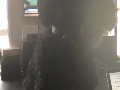 Lost Dog – Merrimac