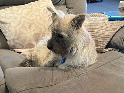 Lost Dog – Seaford