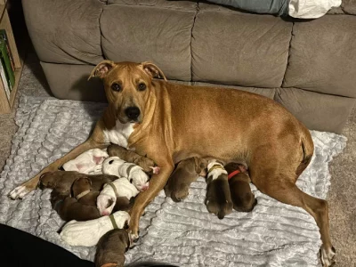 American Staffordshire Bull Terrier – Halls Head