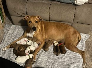 American Staffordshire Bull Terrier – Halls Head