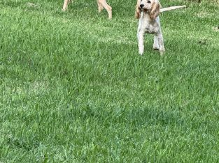 Toy Cavoodle – Toowoomba