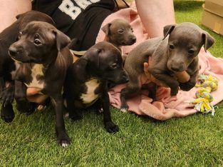 Italian Greyhound – Port Pirie