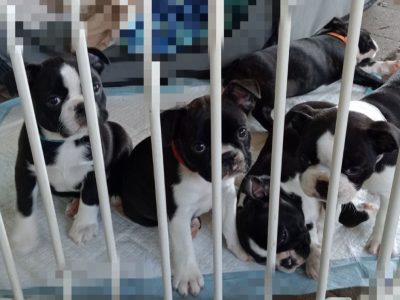 Dogs – Mount Warren Park