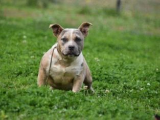 Small Dogs – Campbelltown