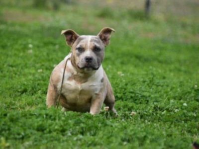 Small Dogs – Campbelltown