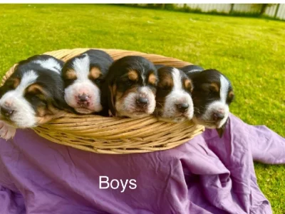 Basset Hound – Lake Cargelligo