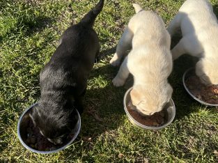 Labrador Retriever – Bathurst