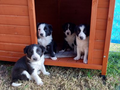 Border Collie – Jess