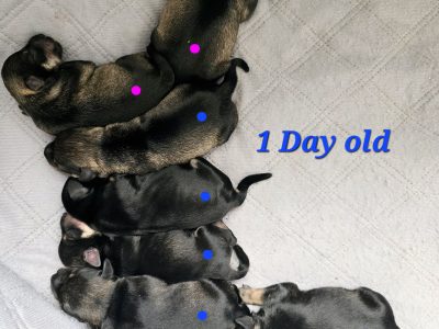 Schnauzer (Miniature) – Wollongbar