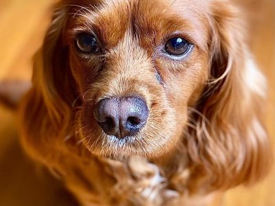 Cavoodle – Geelong