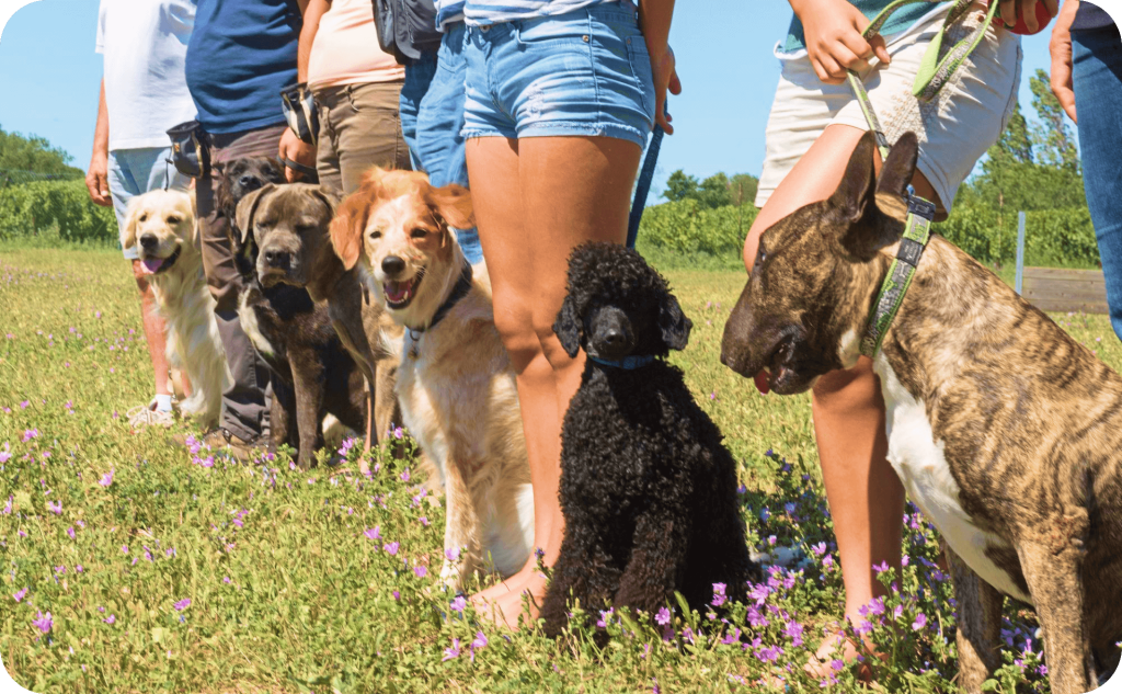 dogs standing with owners