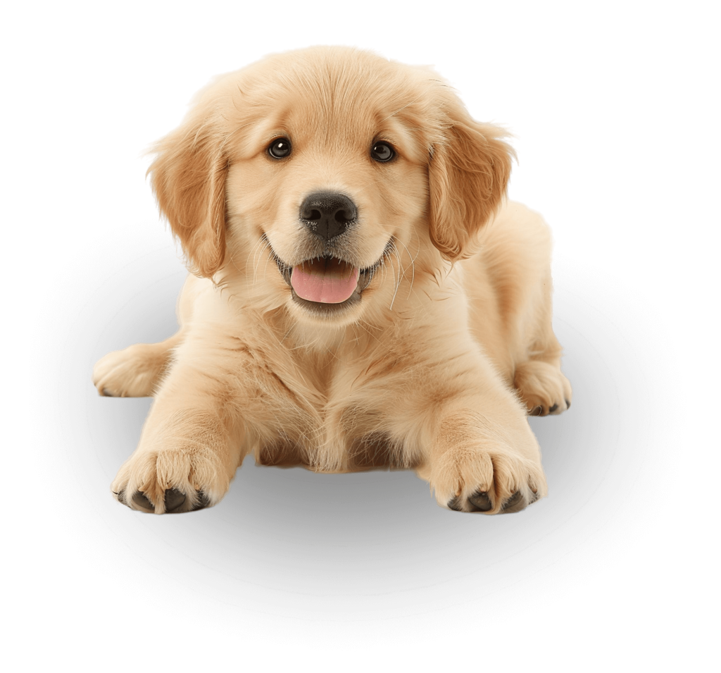 puppy sitting with white background