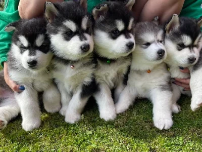 Alaskan Malamute – Ringwood