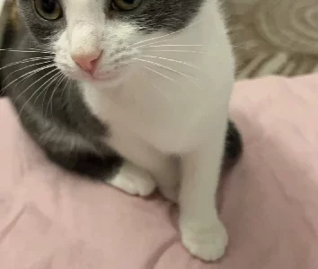 American Shorthair – Penrith