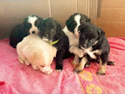 Bearded Collie – Oxley Island