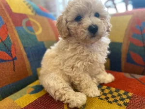 Bichoodle – Keilor