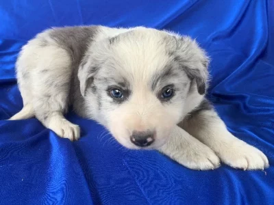 Border Collie – Chiltern