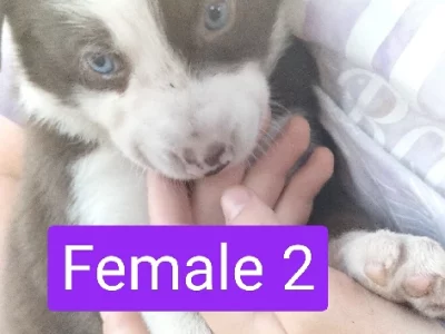 Border Collie – Jandakot