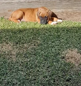 Boxer pups