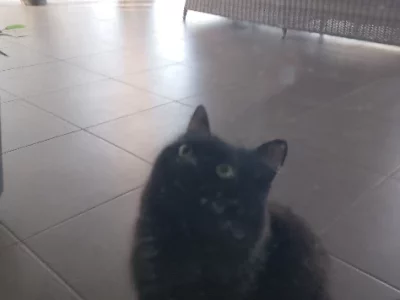 Cats – Townsville City