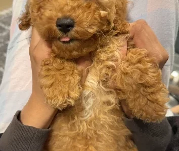 Cavoodle – Liverpool