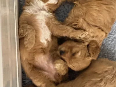 Cavoodle – Long Beach